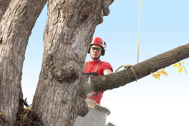  , USA Tree Removal Services Pros